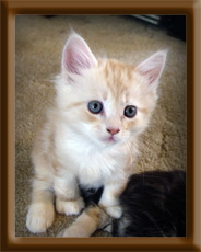 Cameo Male Maine Coon