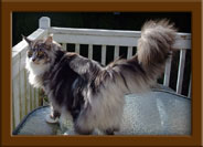 Silver with White Maine Coon 
