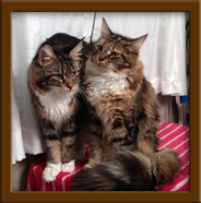 Brown Patch Tabby With White Female Maine Coons