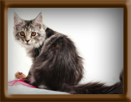 Silver Maine Coon Kittem