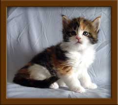 Calico Maine Coon Kitten