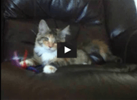 Maine Coon Kitten Rosa Parks Playing