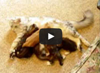 Maine Coon Kittens  Nursing Video