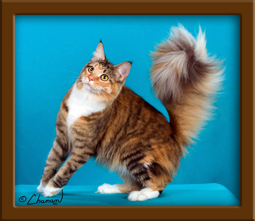 Lapcats Cattery Maine Coon Cats And Kittens For Sale In Kansas