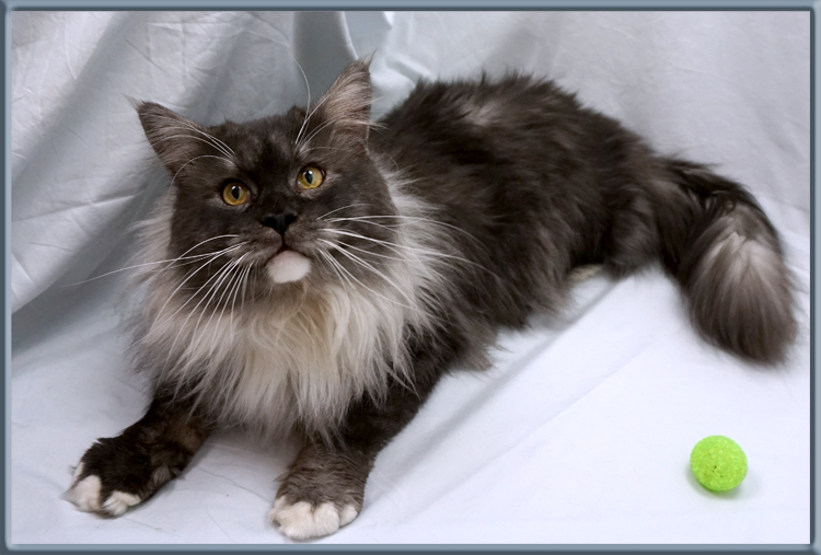 LapCats Maine Coon Cats and Kittens for sale Kansas