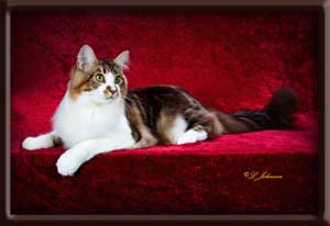 Brown Tabby Maine Coon Stud