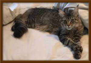 Brown Mackerel Maine Coon Queen