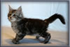8 Week Old Maine Coon Kitten