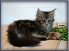 8 Week Old Maine Coon Kitten
