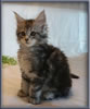 8 Week Old Maine Coon Kitten
