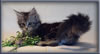 8 Week Old Maine Coon Kitten