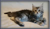 8 Week Old Maine Coon Kitten