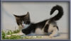 8 Week Old Maine Coon Kitten