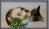 8 Week Old Maine Coon Kitten