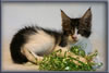 8 Week Old Maine Coon Kitten