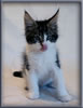 8 Week Old Maine Coon Kitten