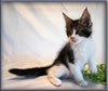 8 Week Old Maine Coon Kitten