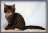 8 Week Old Maine Coon Kitten