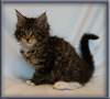 8 Week Old Maine Coon Kitten