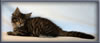 8 Week Old Maine Coon Kitten
