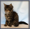 8 Week Old Maine Coon Kitten