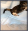 8 Week Old Maine Coon Kitten