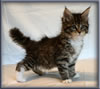 8 Week Old Maine Coon Kitten