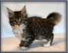 8 Week Old Maine Coon Kitten