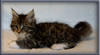 8 Week Old Maine Coon Kitten