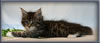 8 Week Old Maine Coon Kitten