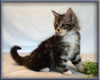 8 Week Old Maine Coon Kitten