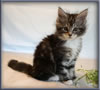 8 Week Old Maine Coon Kitten