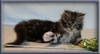 8 Week Old Maine Coon Kitten