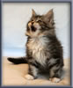 8 Week Old Maine Coon Kitten