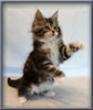 8 Week Old Maine Coon Kitten