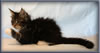 8 Week Old Maine Coon Kitten