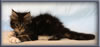 8 Week Old Maine Coon Kitten