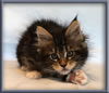 8 Week Old Maine Coon Kitten