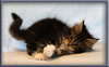 8 Week Old Maine Coon Kitten