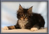 8 Week Old Maine Coon Kitten