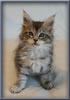 8 Week Old Maine Coon Kitten