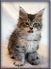 8 Week Old Maine Coon Kitten