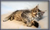 8 Week Old Maine Coon Kitten