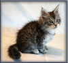 8 Week Old Maine Coon Kitten