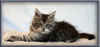 8 Week Old Maine Coon Kitten