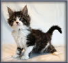 8 Week Old Maine Coon Kitten
