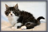 8 Week Old Maine Coon Kitten