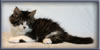 8 Week Old Maine Coon Kitten