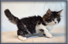 8 Week Old Maine Coon Kitten