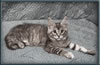 11 Week Old Maine Coon Kitten